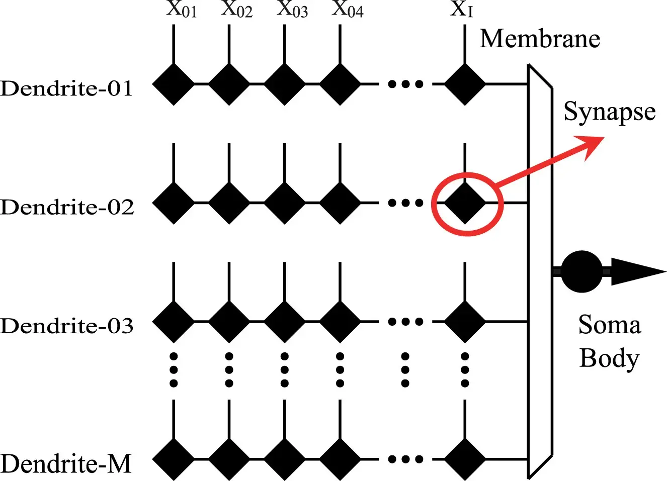 Artificial Immune System Training Algorithm for a Dendritic Neuron Model